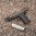 MAGPUL EHG SG9 GRIP FRAME FOR SIG SAUER P320 FULL SIZE BLACK