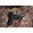 VIRIDIAN RFX44 COMPACT GREEN DOT W/DOCTER/FASTFIRE/VENOM MOUNT BLK